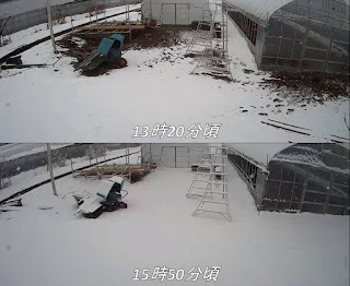 【20220113】積雪の様子