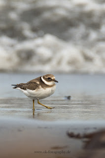 Wildlifefotografie Helgoland Düne Sandregenpfeifer