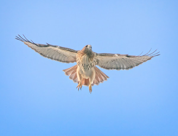 Amelia the red-tailed hawk soaring overhead