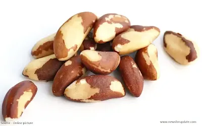 brazil nut tree