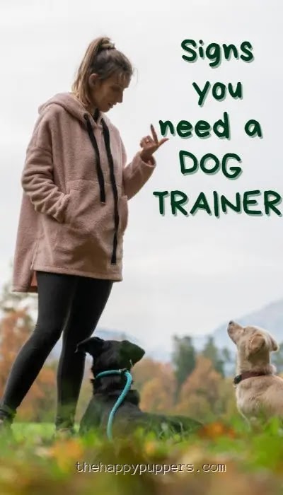 Signs you need a dog trainer