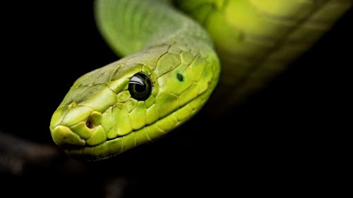 Homem é encontrado morto em sua casa cercado por mais de 100 cobras