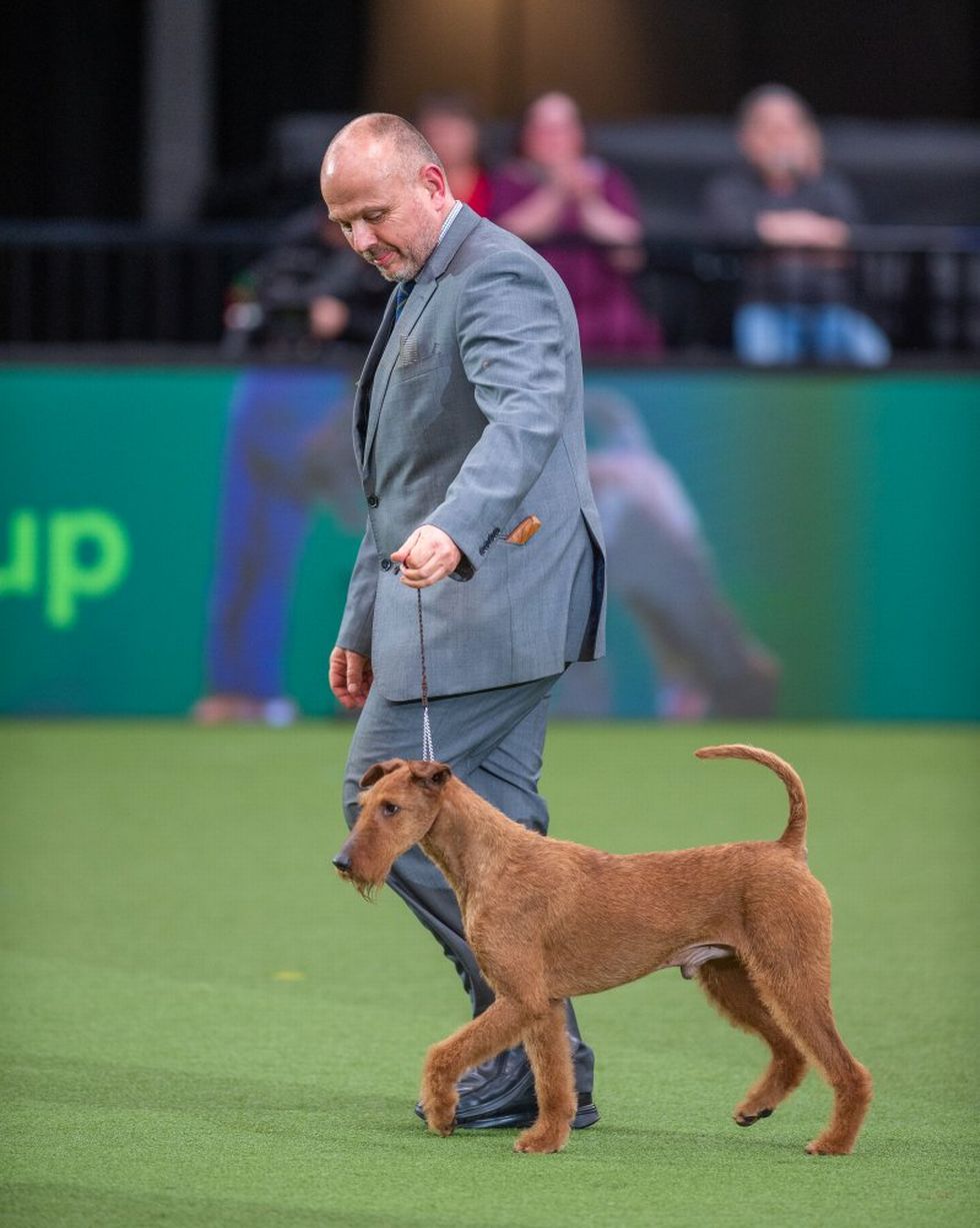 John Averis, winner of the Terrier group with Donnie, an Irish terrier, at Crufts 2022