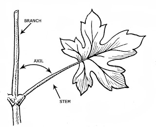 axil botany definition