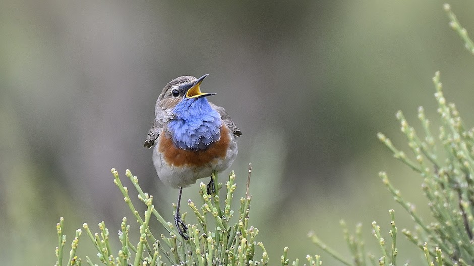 Viajes de pajareo, Spain birding trips