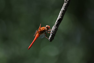 Red Dragon Fly perched on a stick