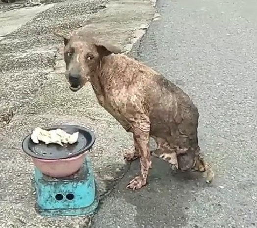 Abandoned dog with only two legs survived but no one helped.