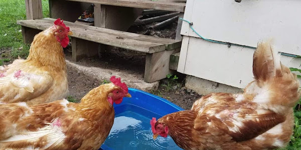 HOW LONG CAN CHICKENS GO WITHOUT WATER