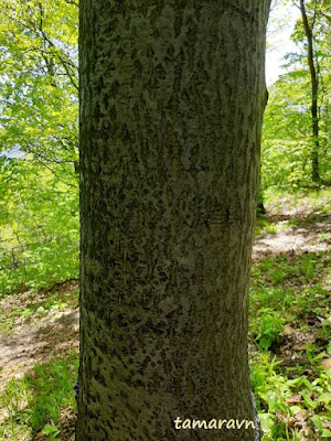 Мелкоплодник ольхолистный (Micromeles alnifolia)