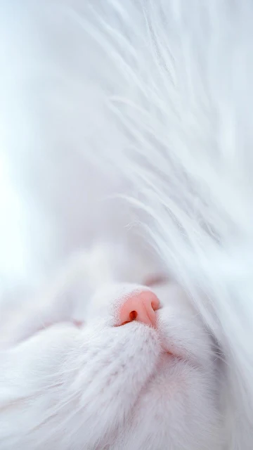 iPhone Wallpaper Sleeping Cat