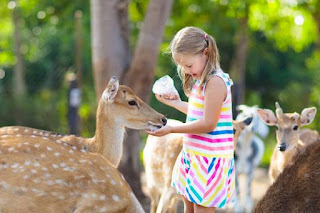 Wisconsin Deer Park