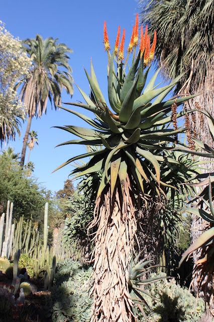 Mature Aloe ferox