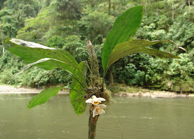 Stanhopea ecornuta - Hornless Stanhopea care