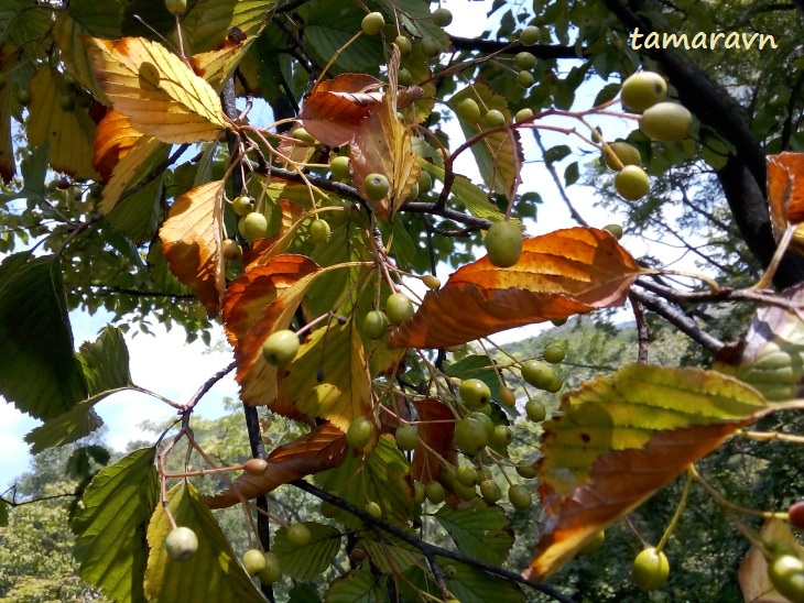 Мелкоплодник ольхолистный (Micromeles alnifolia)