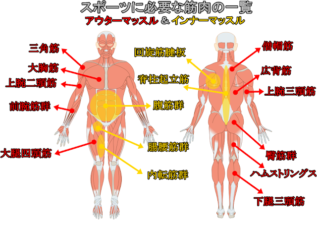 ラグビー が強くなる下半身中心の筋トレと体幹インナーマッスルトレーニングメニュー 里海web科学館 水族館 動物園 昆虫館 栄養 スポーツ科学 デジタル図鑑