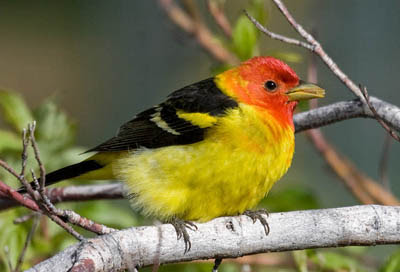 Photo of Western Tanager in bush.