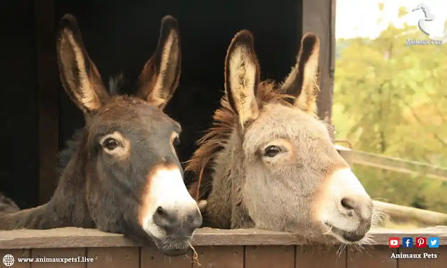 How to raise a donkey? Breeding tips