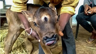 VÍDEO: bezerro raro nasce com três olhos e vira deus em cidade indiana