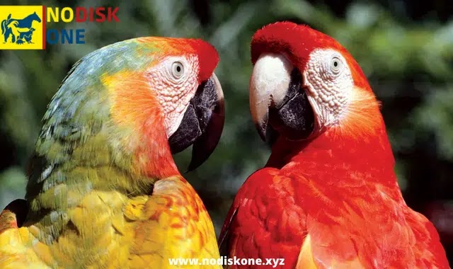 How Should Your Parrot Be Introduced To A New Bird?