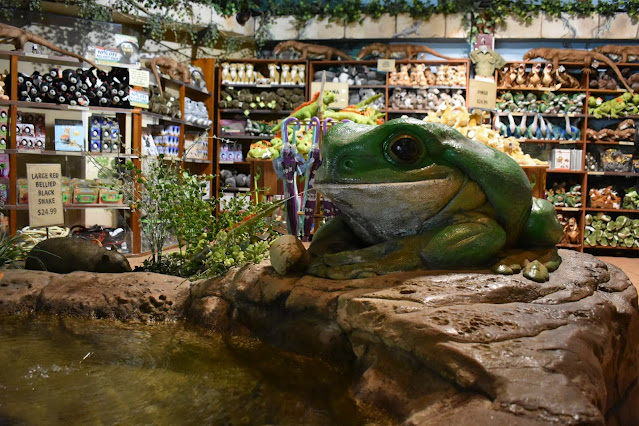 BIG Frog Sculpture at the Australian Reptile Park in Somersby, NSW