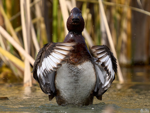 Flapping the Wings