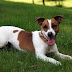 Ποια ράτσα σκύλου μοιάζει με το Jack Russel Terrier;