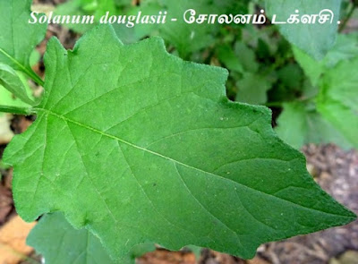 solanum-douglasii Leaf