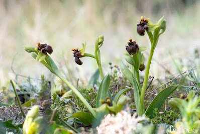 Ophrys bombyliflora - Bumblebee orchid care