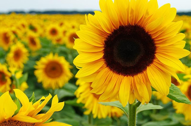 Viral di Sosmed, Segini Harga Tiket Masuk Wisata Kebun Bunga Matahari di Mojokerto