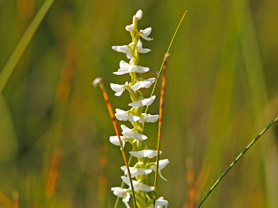 Platanthera dilatata - Tall white bog orchid - Bog candle care