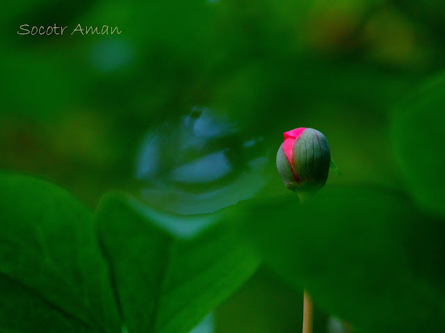 Paeonia obovata