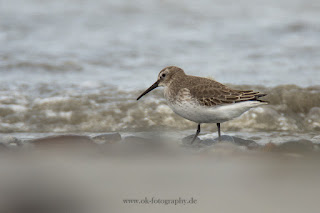 Wildlifefotografie Helgoland Düne Meerstrandläufer Alpenstrandläufer