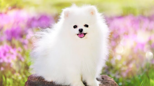 Pomeranian Dog White