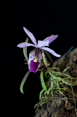 Barkeria uniflora - Single-Flowered Barkeria care