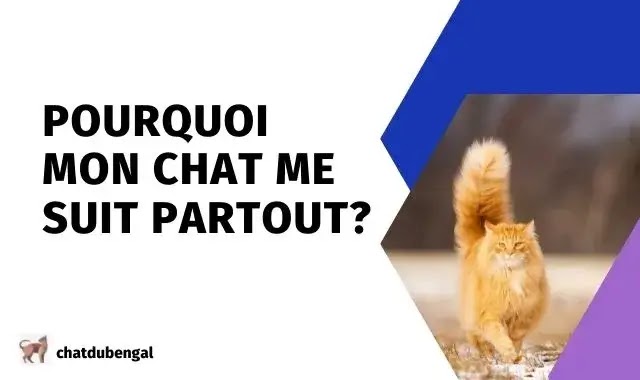 pourquoi mon chat me suit partout