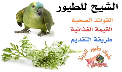 أهمية الشيح للطيور