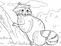 Shy Raccoon coloring page
