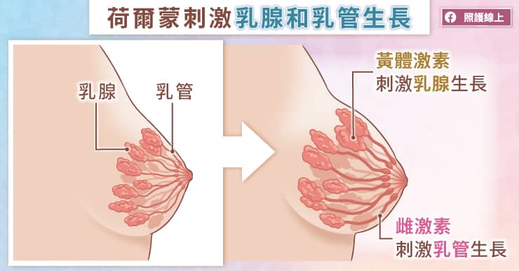 荷爾蒙刺激乳腺和乳管生長