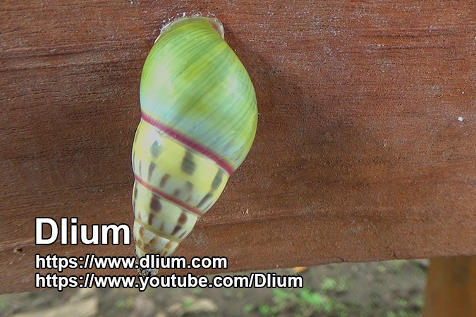 Dlium Cacao amphidromus (Amphidromus furcillatus)