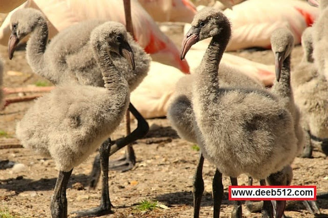 Learn about Baby Flamingos