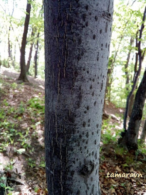 Мелкоплодник ольхолистный (Micromeles alnifolia)