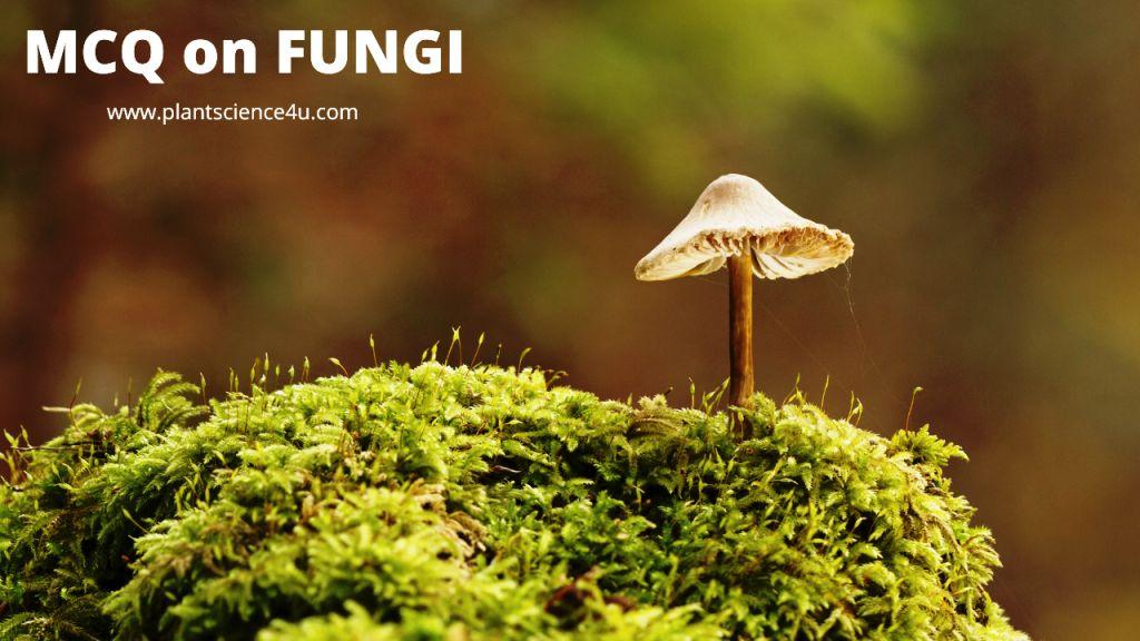 Multiple Choice Questions on Fungi Mycology
