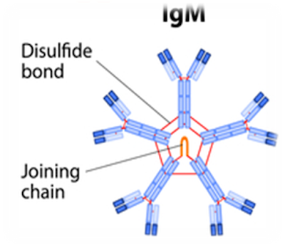 IgM largest antibody structure and Function