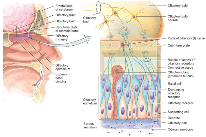 SENSE OF SMELL : OLFACTION  - 1st Semester B.Pharma  Notes Human Anatomy and Physiology PharmacyWisdom