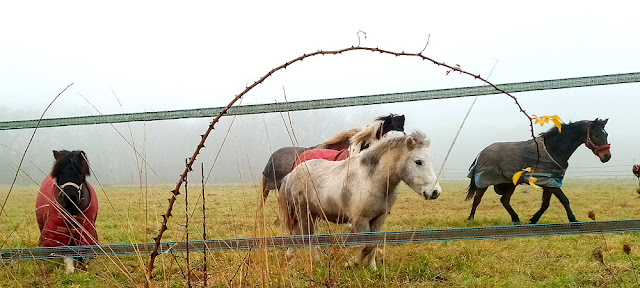 Ponies, Indre et Loire, France. Photo by Loire Valley Time Travel.