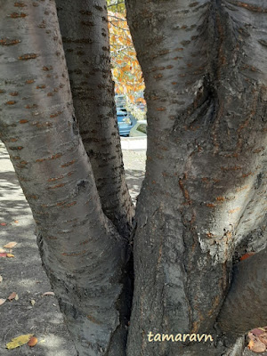 Вишня сахалинская / Вишня Саржента (Cerasus sachalinensis, =Cerasus sargentii)