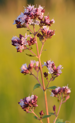 Origanum vuigare