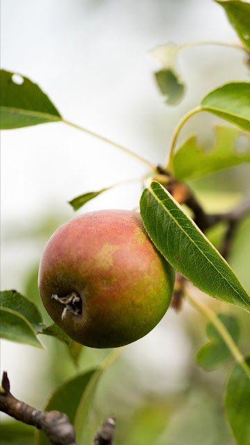 Pear fruit, twigs, macro wallpaper