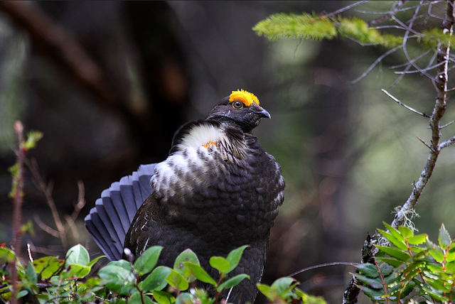 Sooty Grouse, Olympic National Park