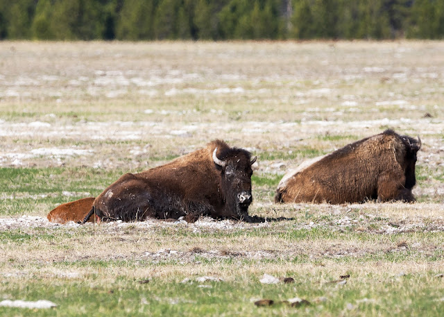 Bison and baby at Midway Geyser Basin Yellowstone National Park